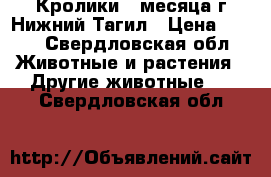 Кролики 2 месяца.г.Нижний Тагил › Цена ­ 300 - Свердловская обл. Животные и растения » Другие животные   . Свердловская обл.